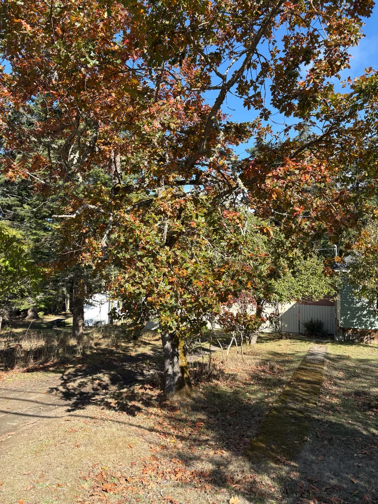 Quercus Garryana