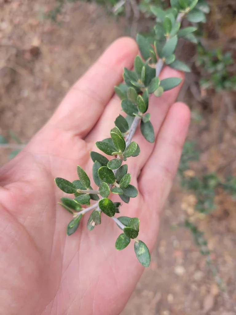 Olea Europaea