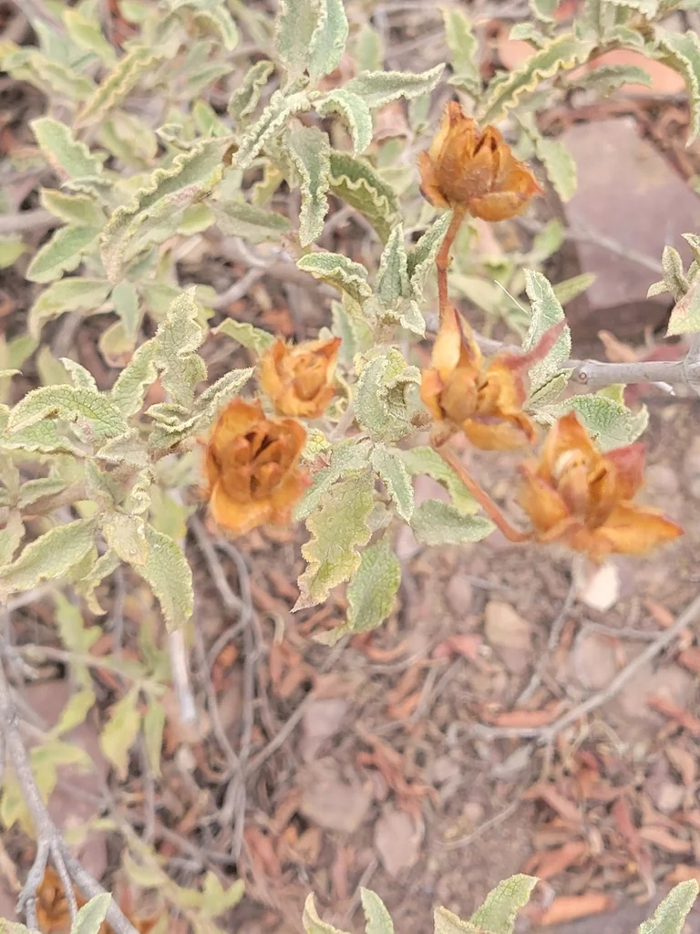 Cistus Creticus