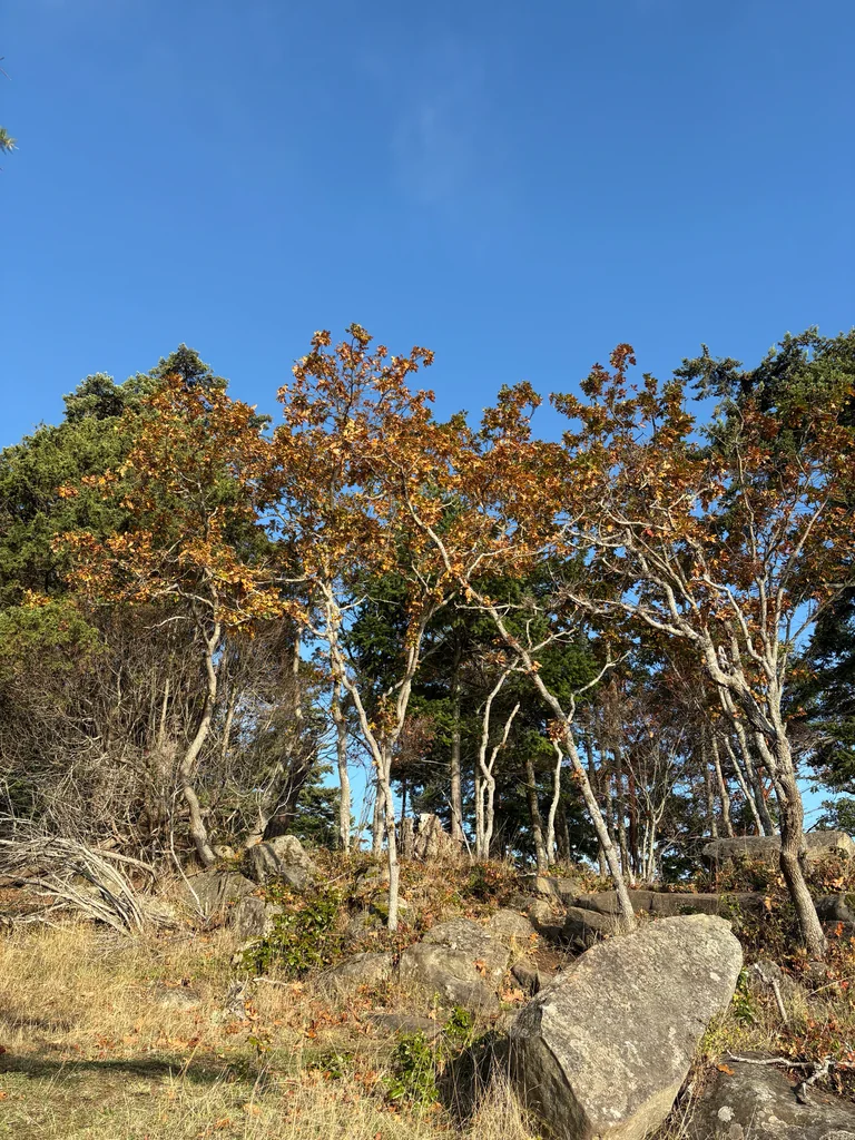 Quercus Garryana