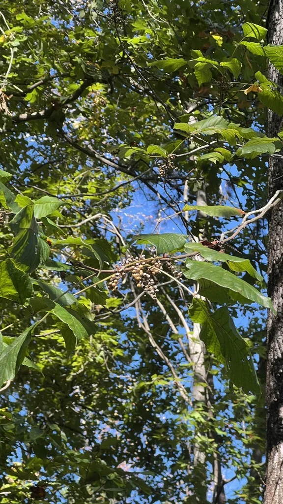 Toxicodendron Radicans