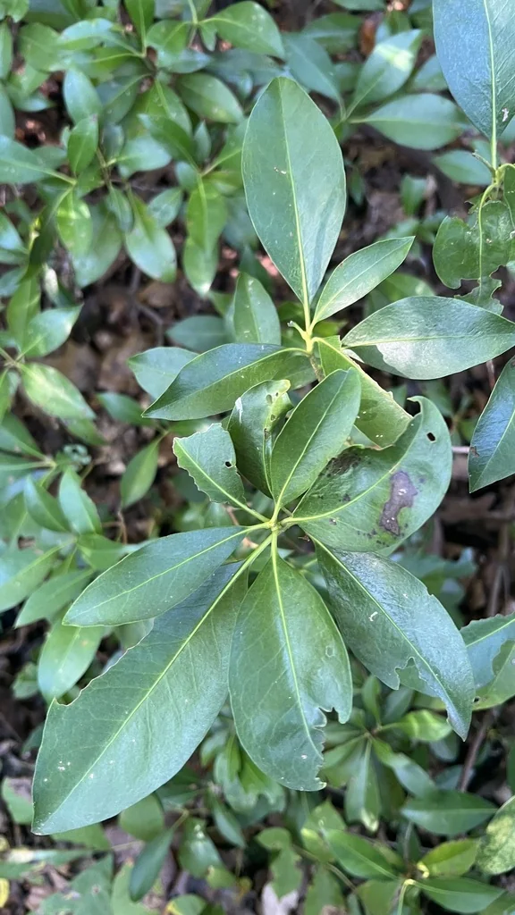 Kalmia Latifolia
