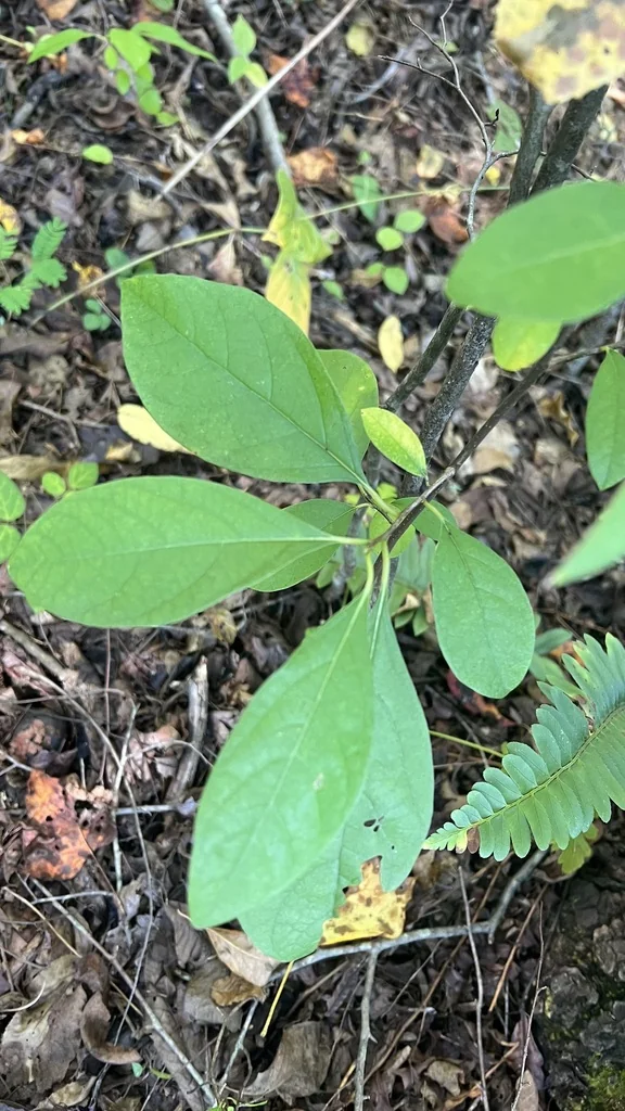 Lindera Benzoin
