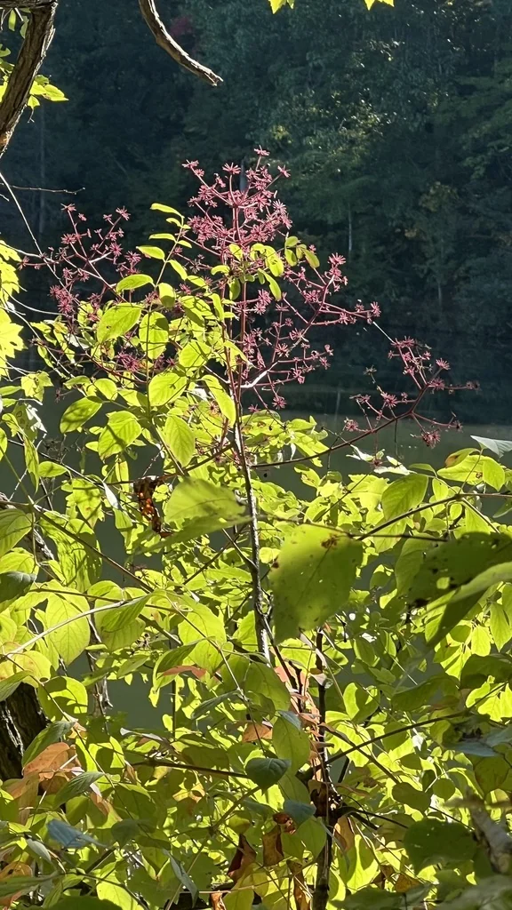 Aralia Spinosa
