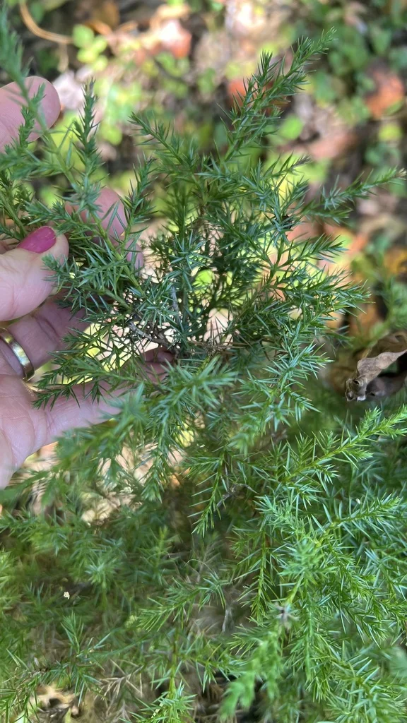 Juniperus Virginiana