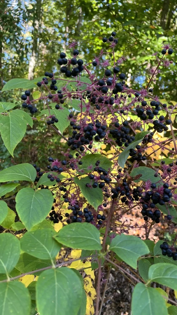 Aralia Spinosa