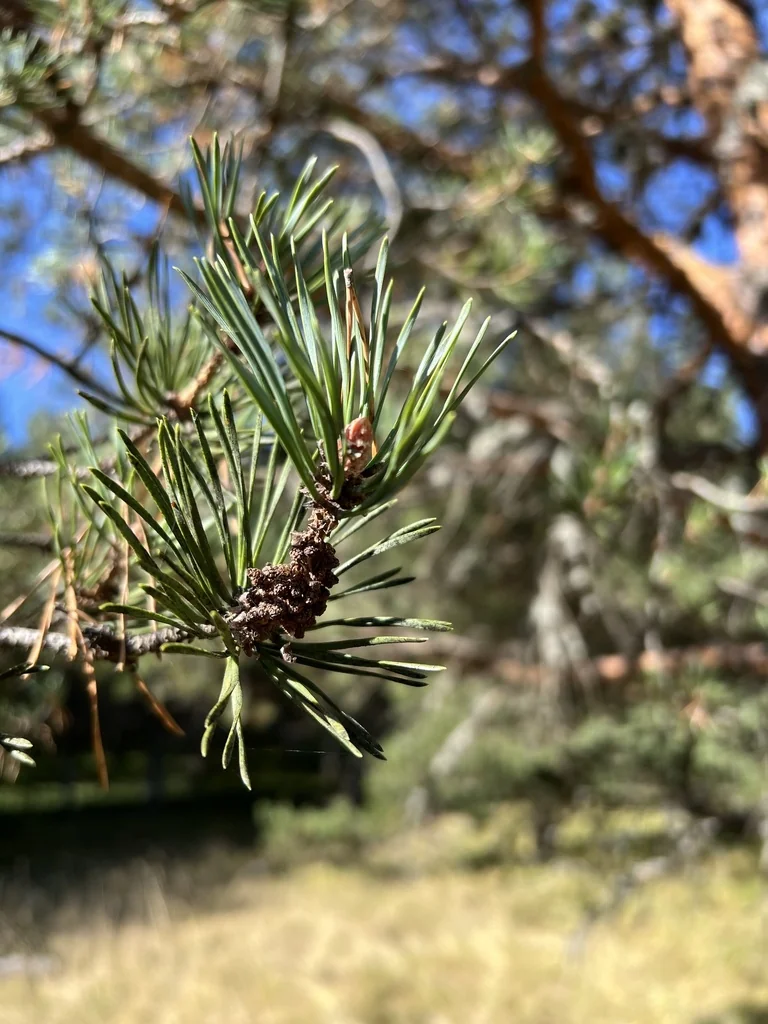 Pinus Sylvestris