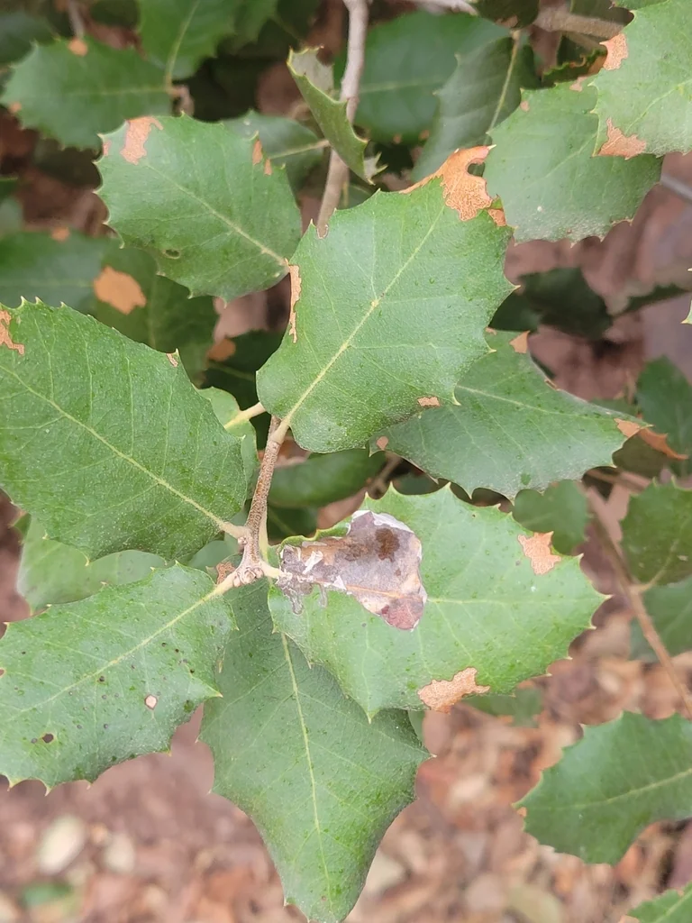 Quercus Ilex