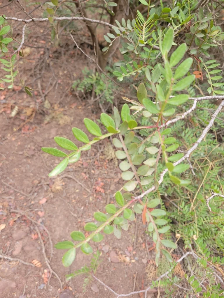 Pistacia Lentiscus
