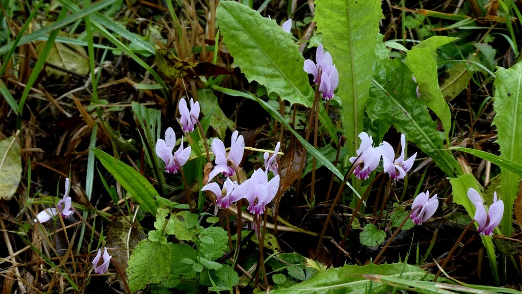 Cyclamen Hederifolium