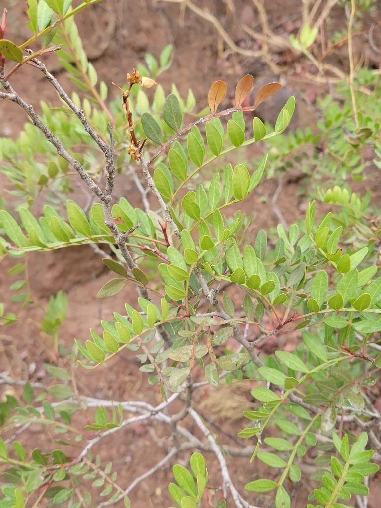 Pistacia Lentiscus