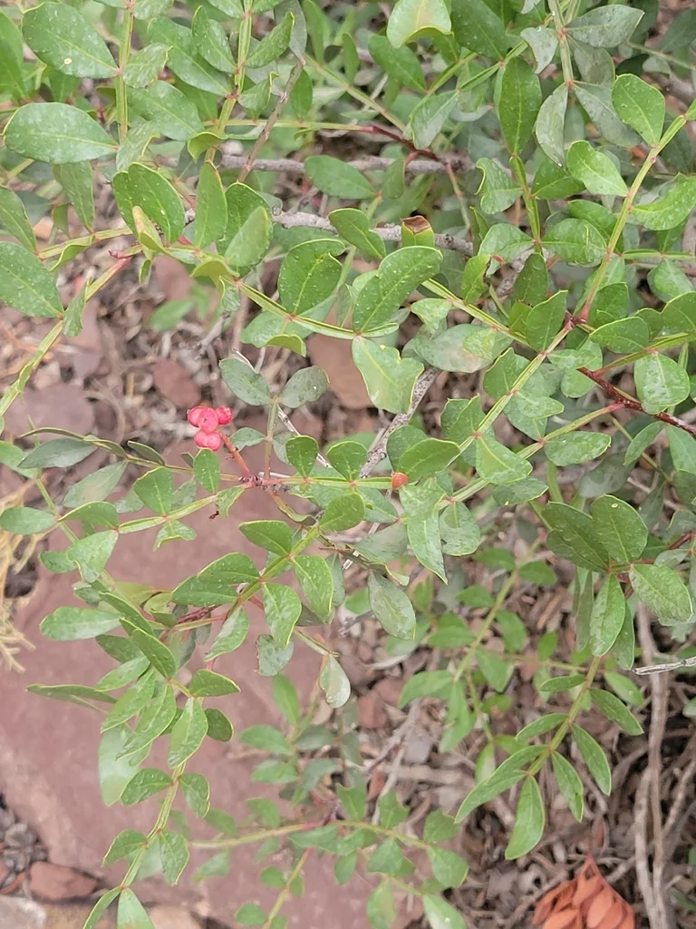 Pistacia Lentiscus