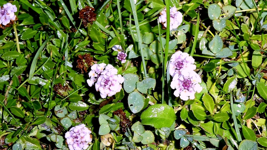 Lippia Nodiflora