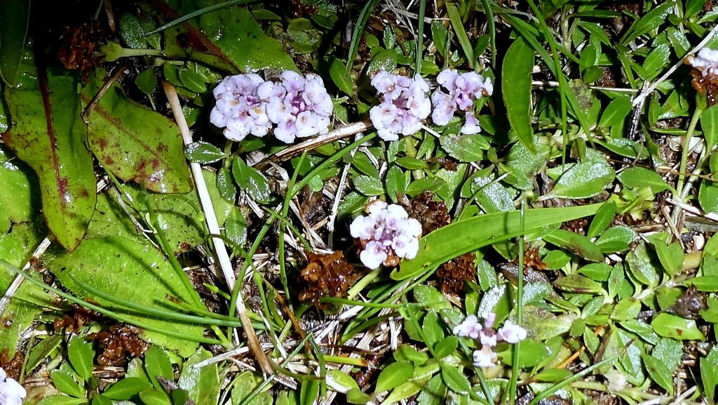 Lippia Nodiflora