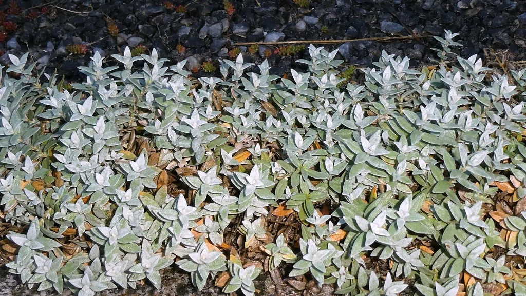 Cerastium tomentosum