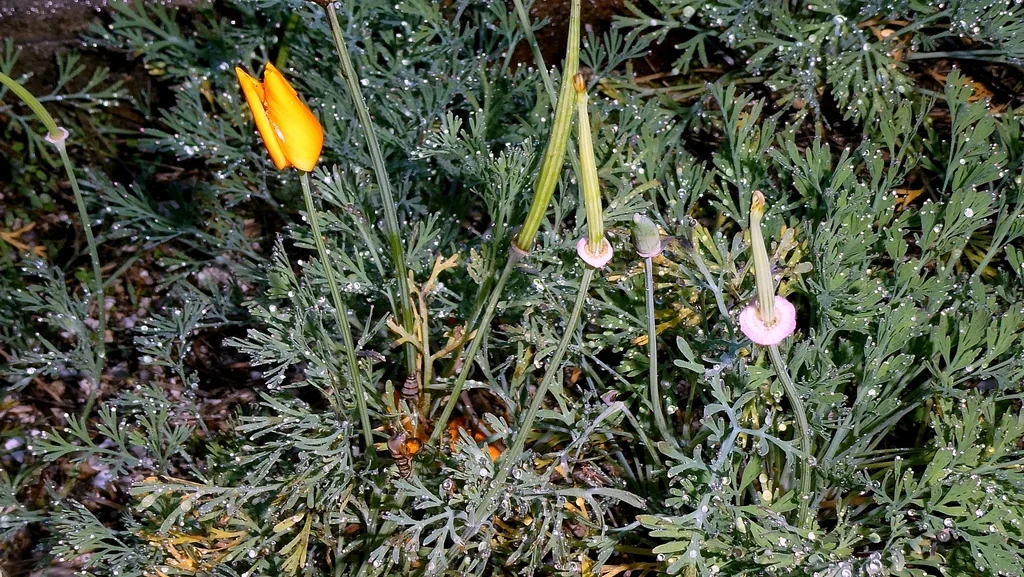 Eschscholzia Californica