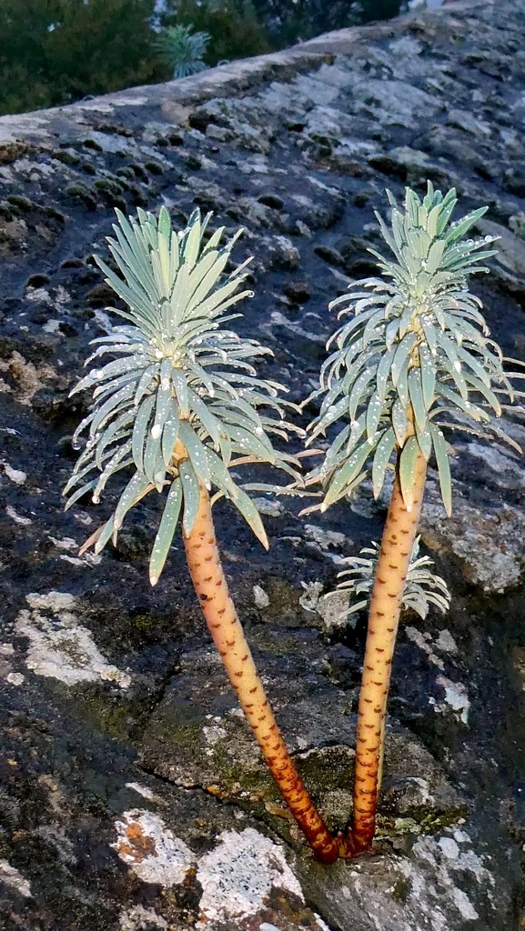 Euphorbia Characias
