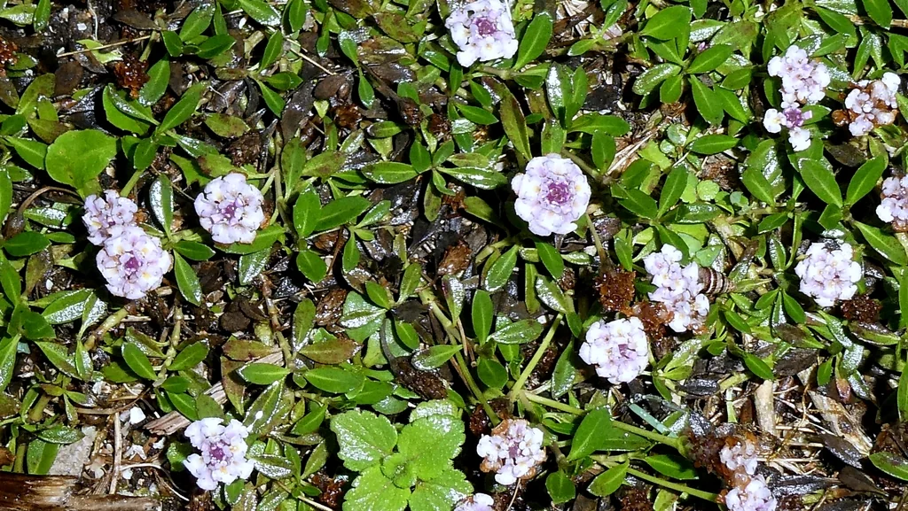 Lippia Nodiflora