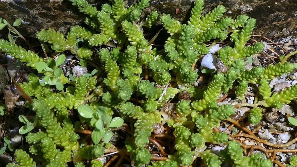 Sedum Acre