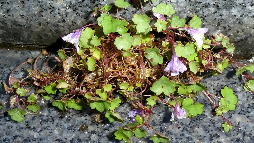 Cymbalaria Muralis