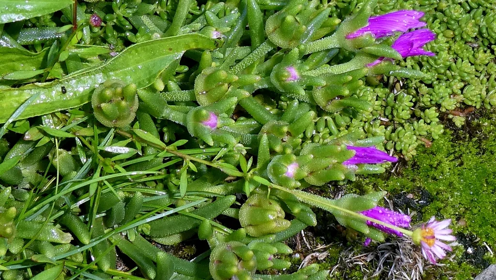 Delosperma Cooperi