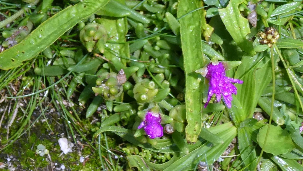 Delosperma Cooperi