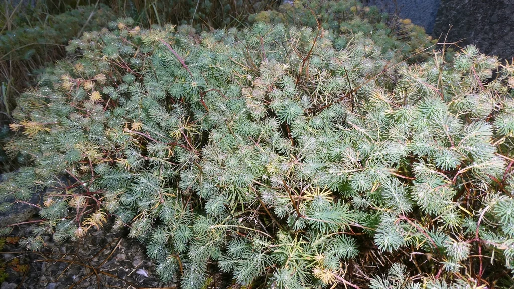 Euphorbia Cyparissias
