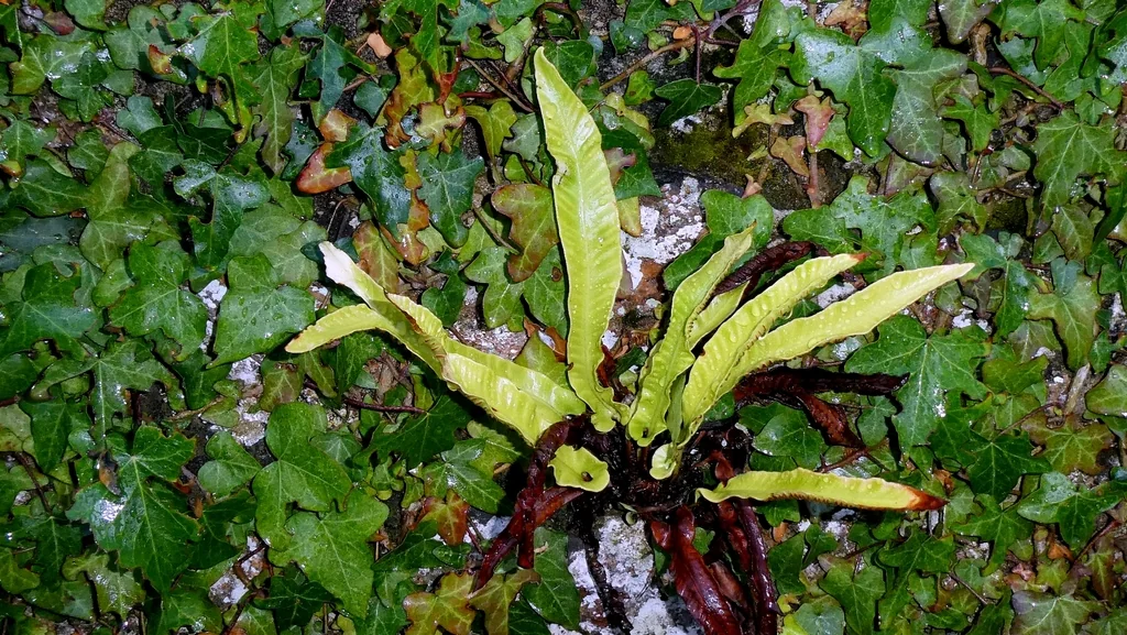 Asplenium Scolopendrium