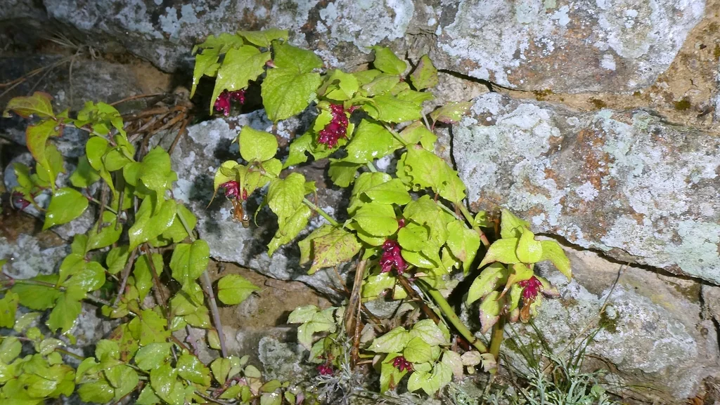 Leycesteria formosa