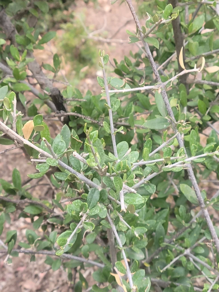 Olea Europaea