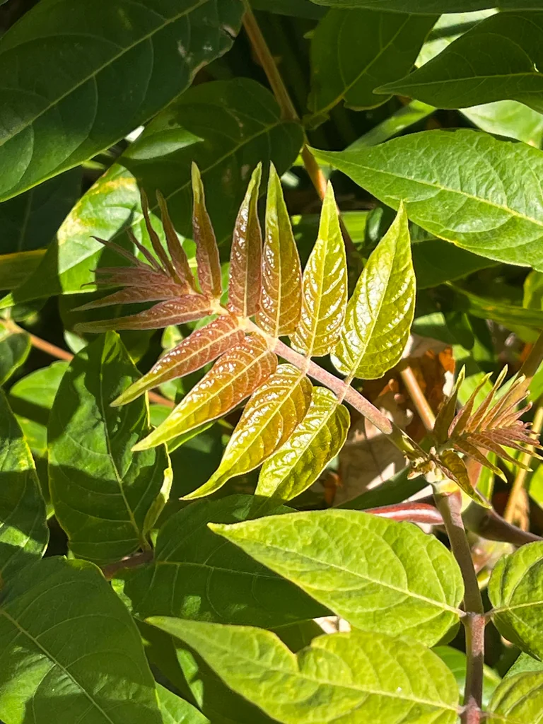 Ailanthus Altissima