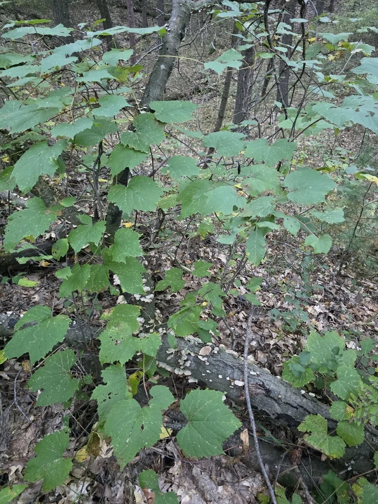 Vitis Riparia