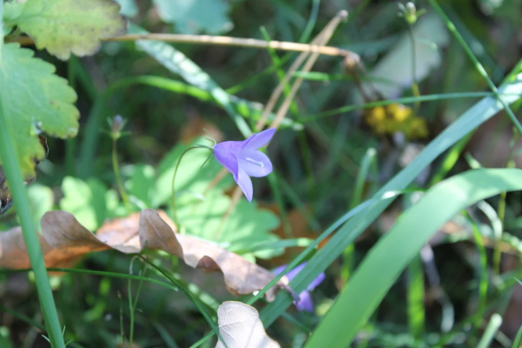 Campanula Rotundifolia