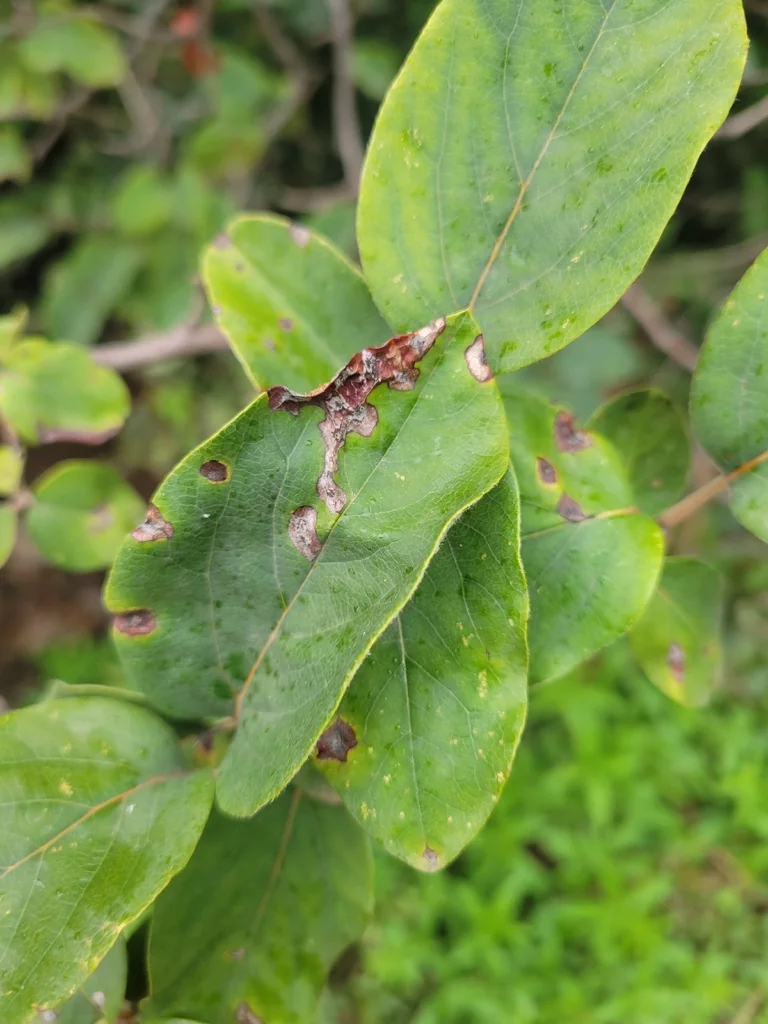 Cydonia Oblonga
