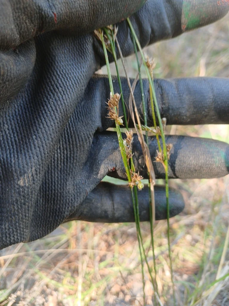 Juncus Tenuis
