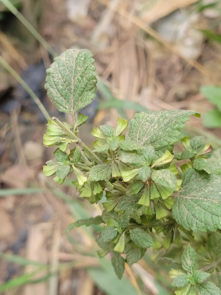 Melissa Officinalis