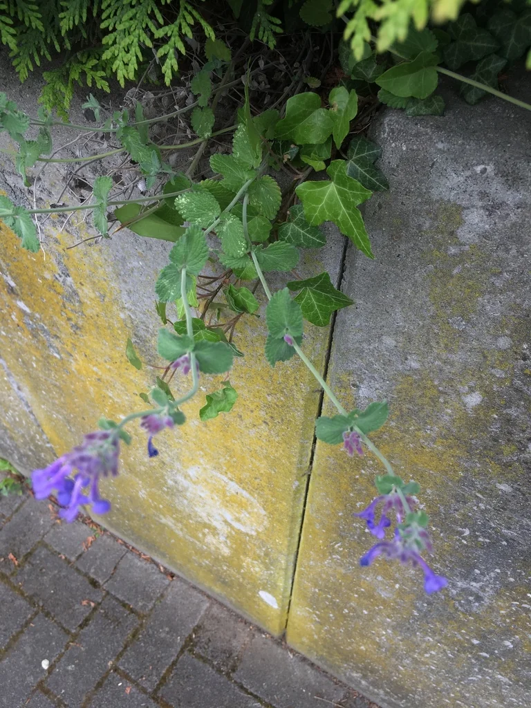 Nepeta Racemosa