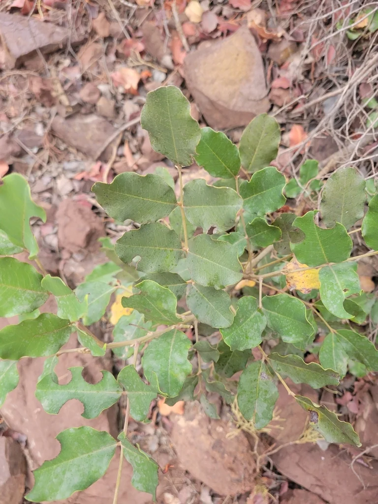 Ceratonia Siliqua