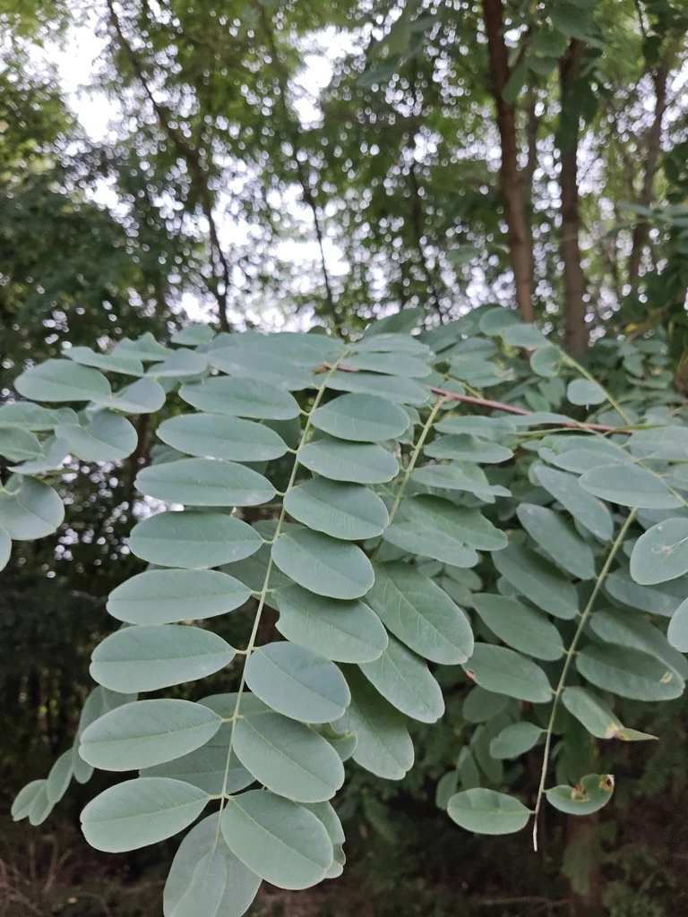 Robinia Pseudoacacia