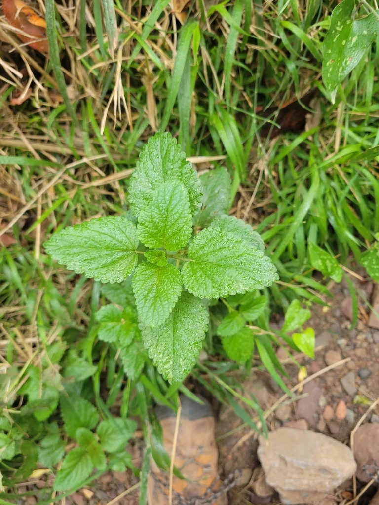 Melissa Officinalis