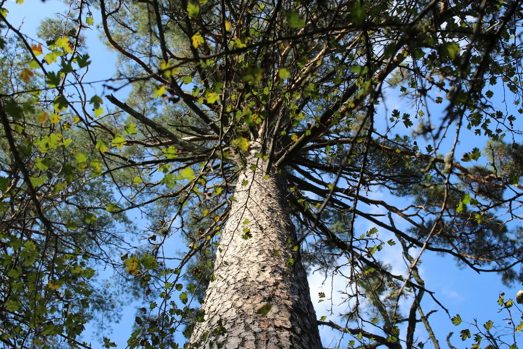 Pinus Sylvestris