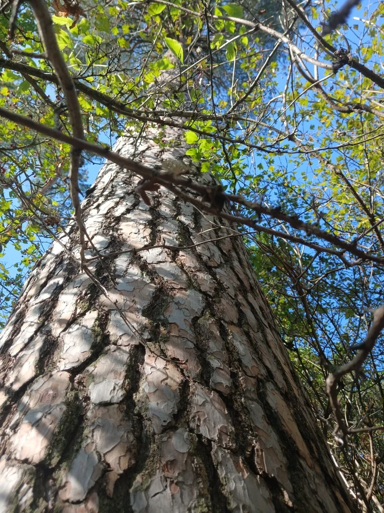 Pinus Sylvestris