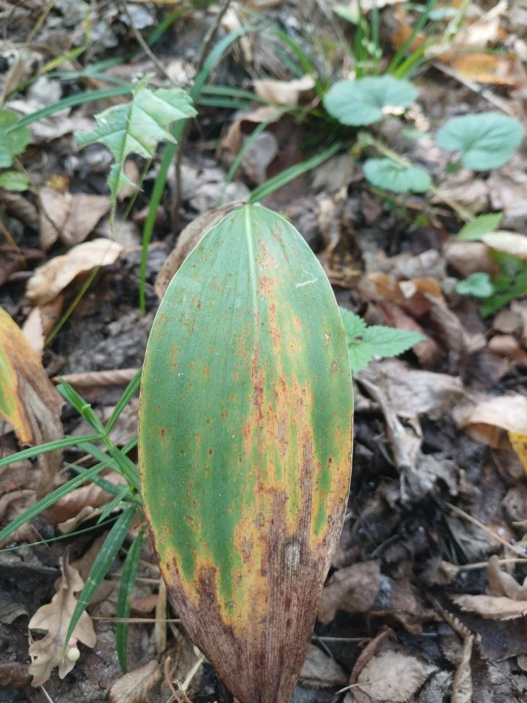 Convallaria Majalis