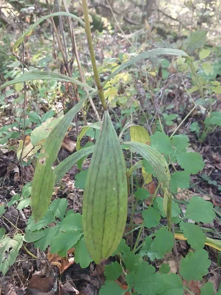 Lilium Martagon