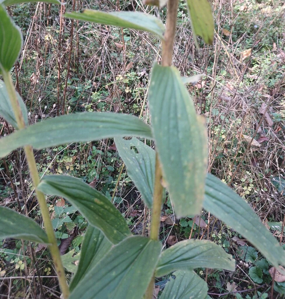 Digitalis Grandiflora