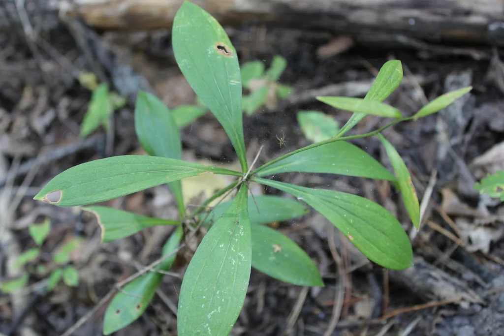 Lilium Martagon