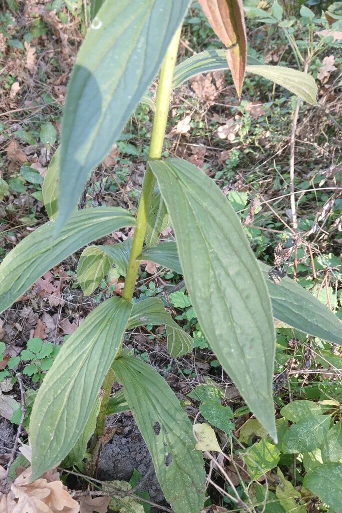 Digitalis Grandiflora