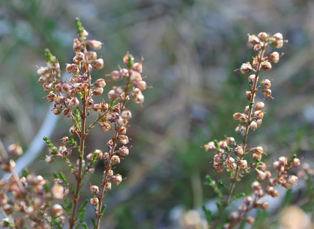 Calluna Vulgaris