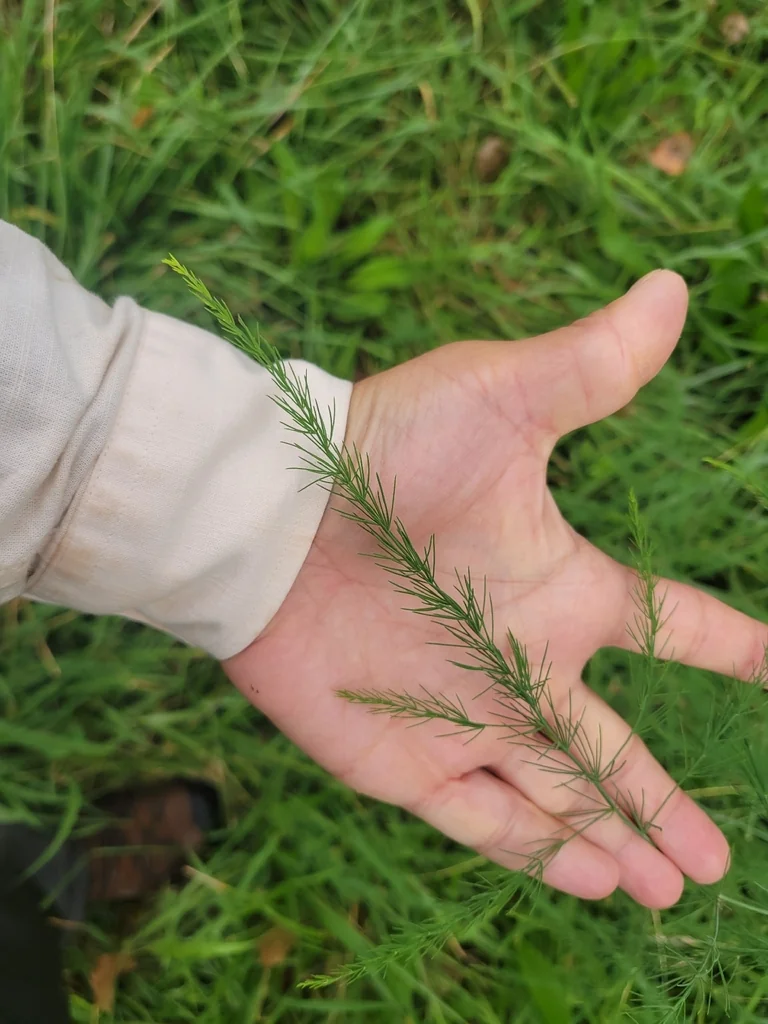 Asparagus Officinalis