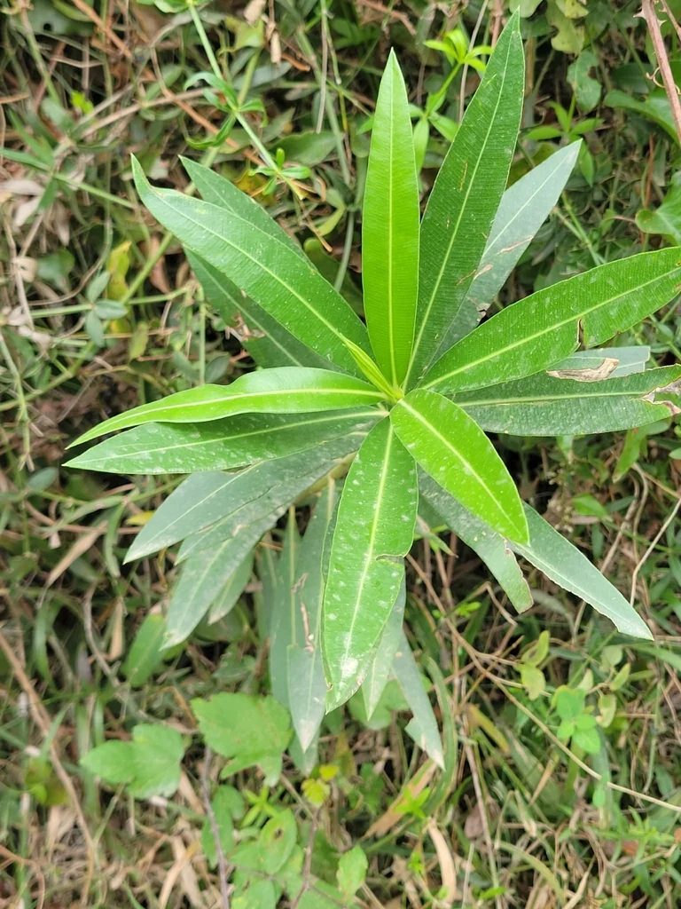 Nerium Oleander